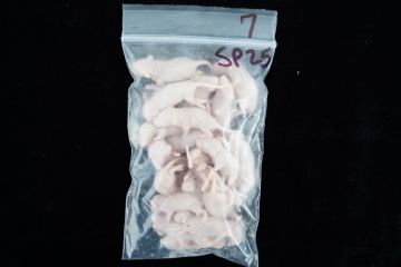 Small Pinky Mice 25ct